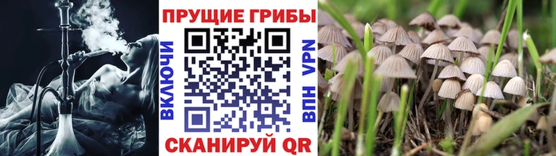 Галлюциногенные грибы Psilocybe  Апрелевка 